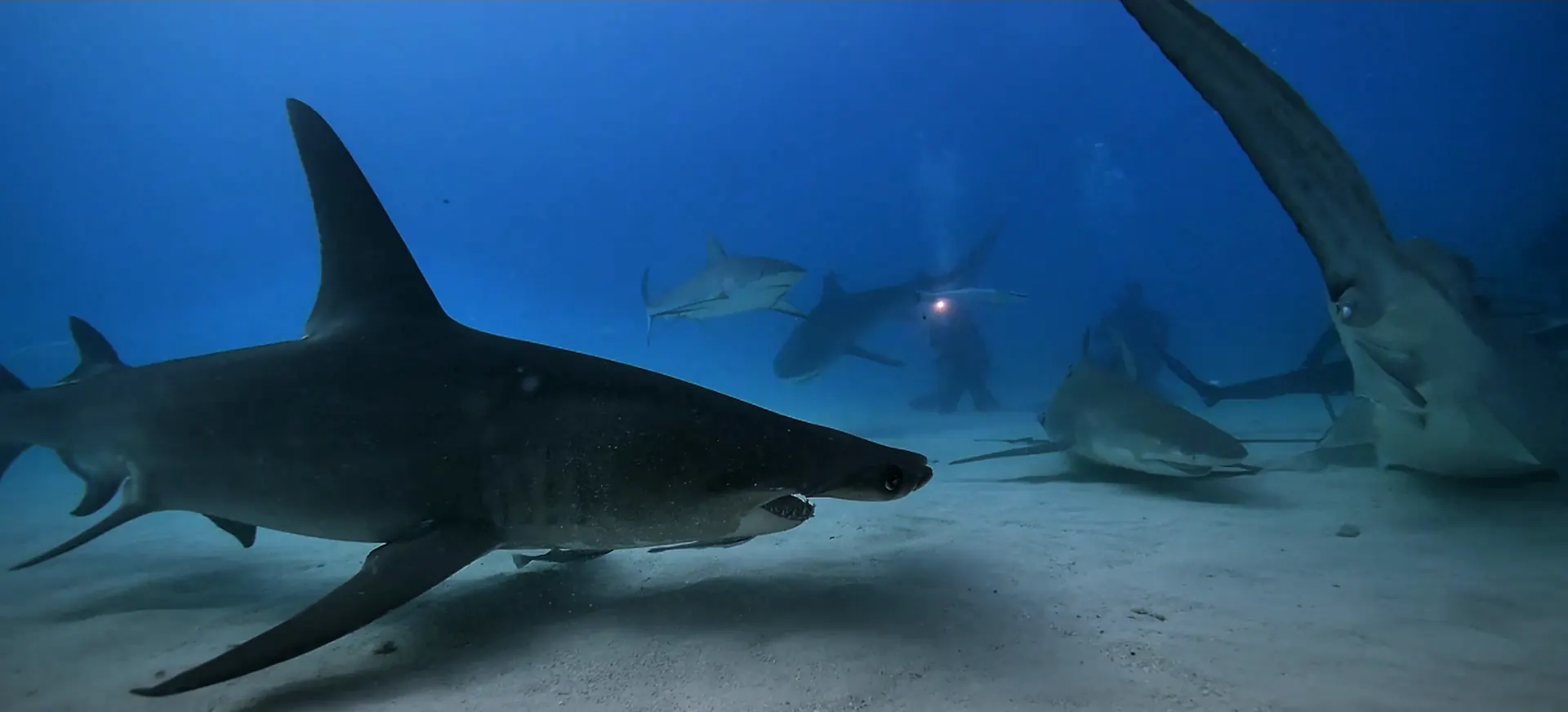 Un gran tiburón pasa junto a personas buceando sobre la arena