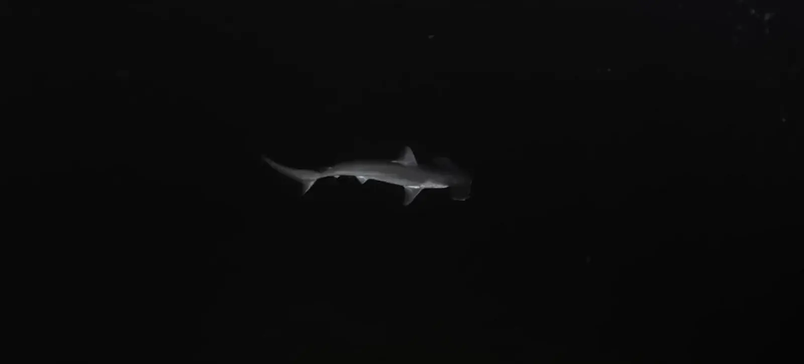 Un tiburón martillo en la oscuridad