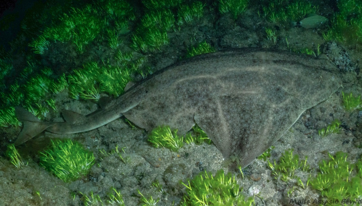 Angelote en aguas de Canarias