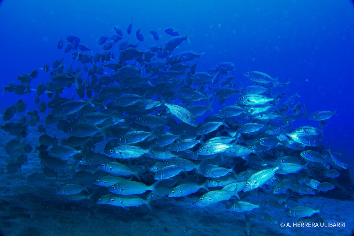 Fotografía submarina