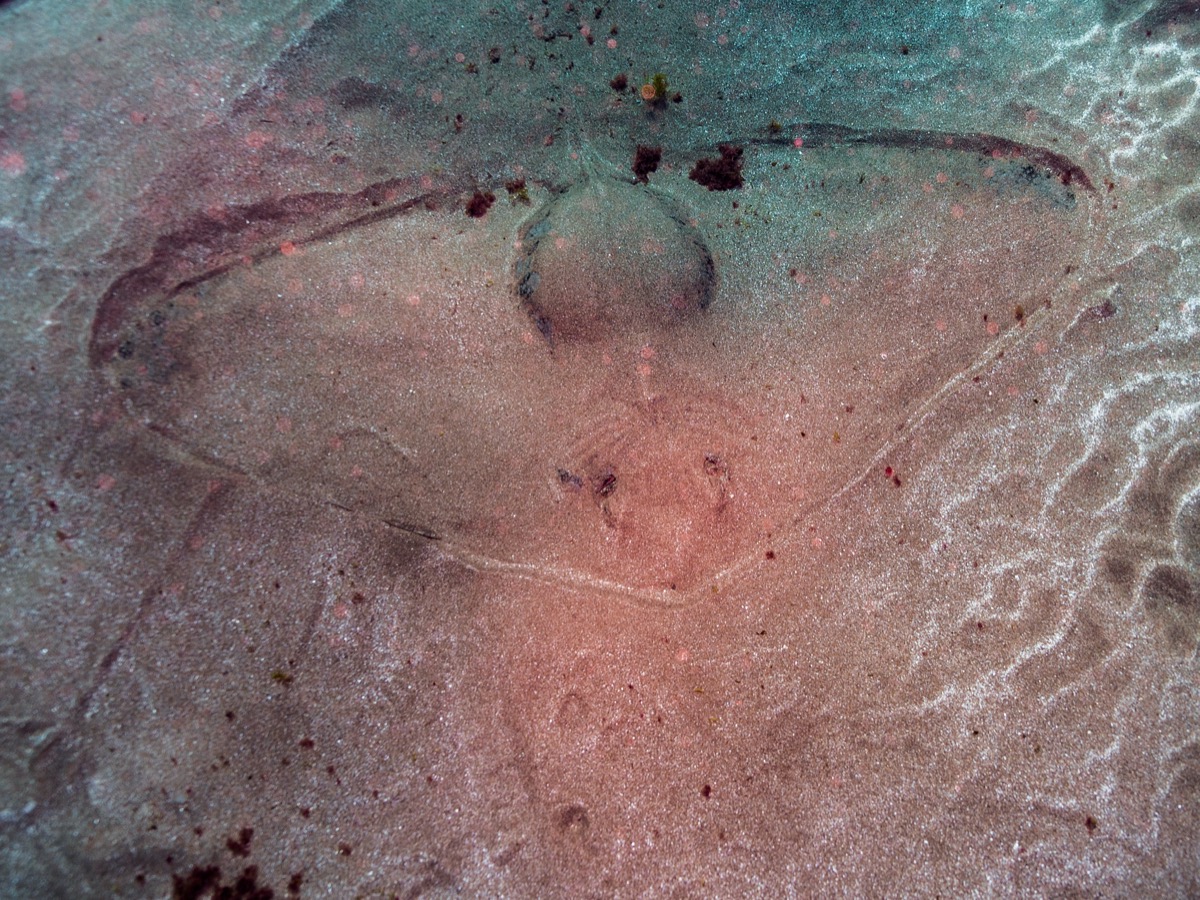 Voluntarios de Latitud Azul colaborando en una jornada de conservación marina