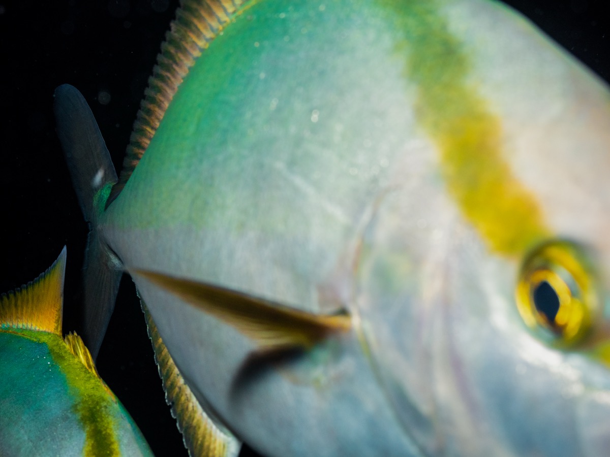Vista aérea del océano y la costa de Canarias