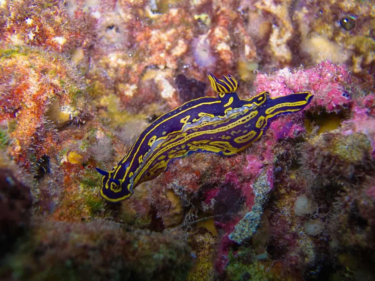 Felimare picta — biodiversidad marina canaria