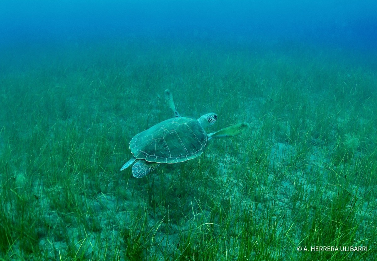 Tortuga verde en aguas canarias