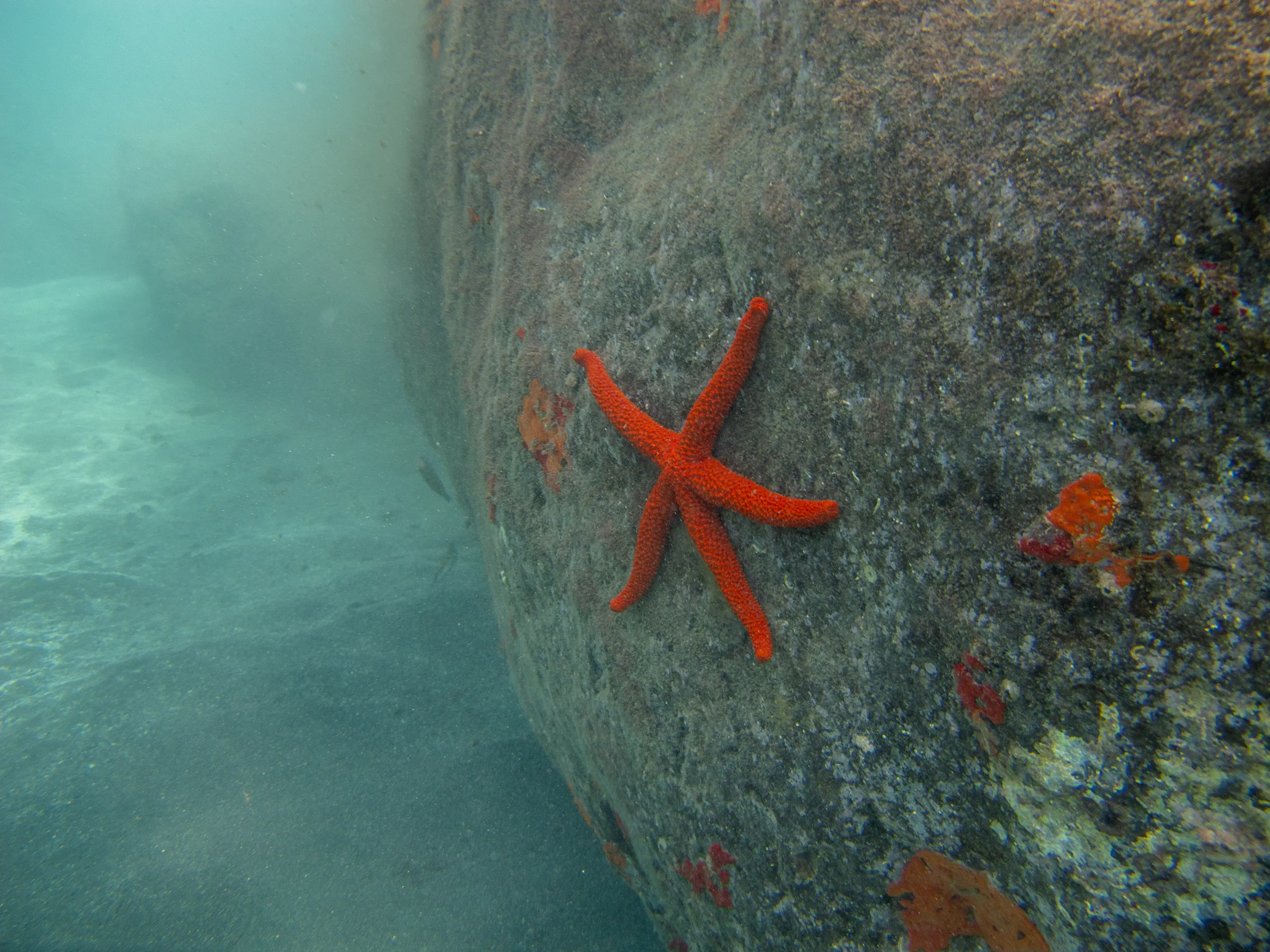 Costa del océano atlántico canario