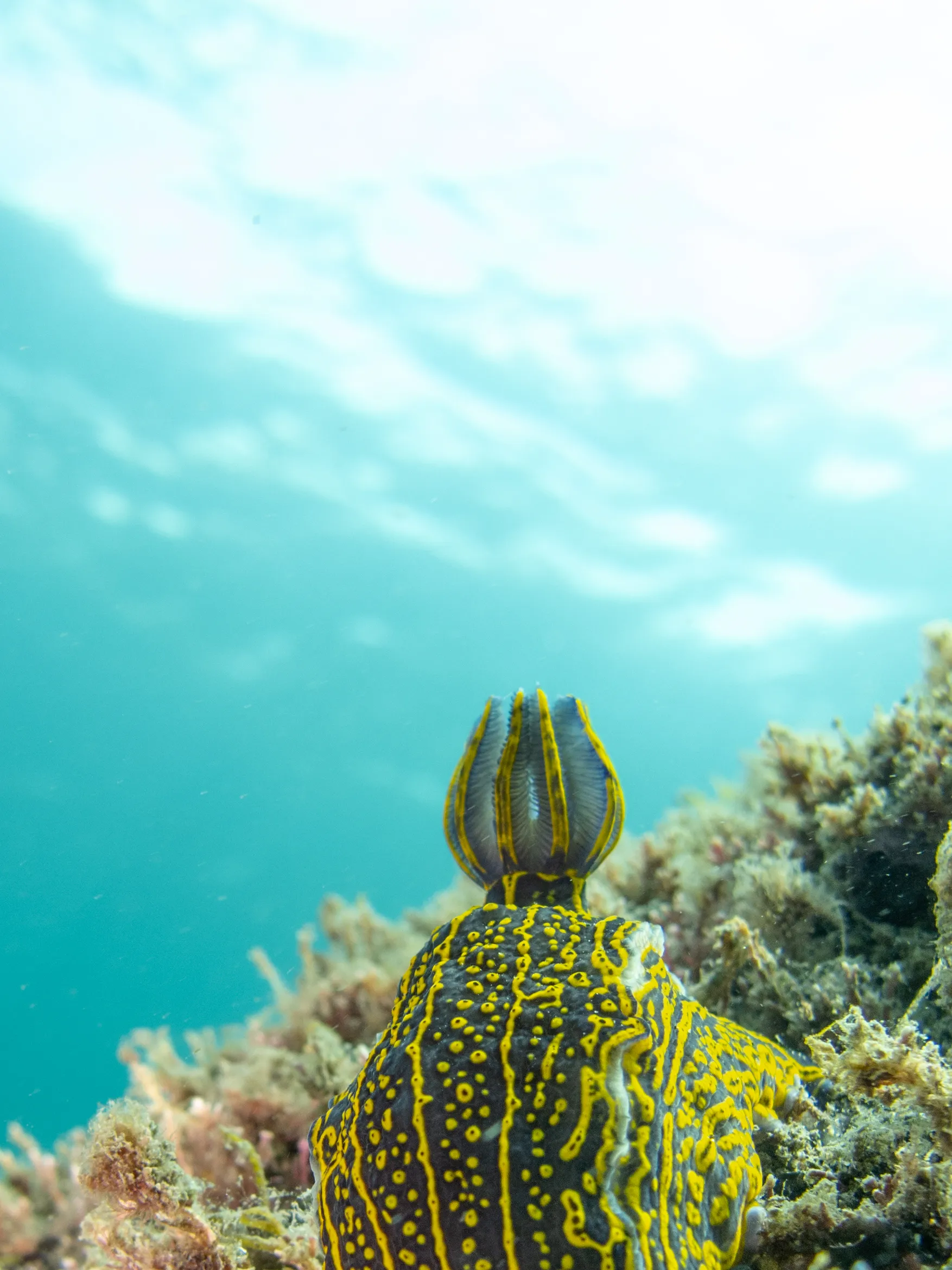 Costa del océano atlántico canario
